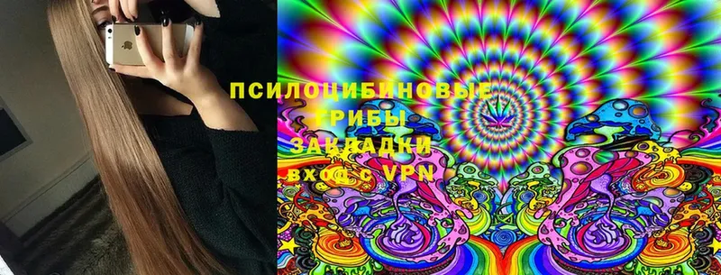 Галлюциногенные грибы Psilocybine cubensis  Курск 